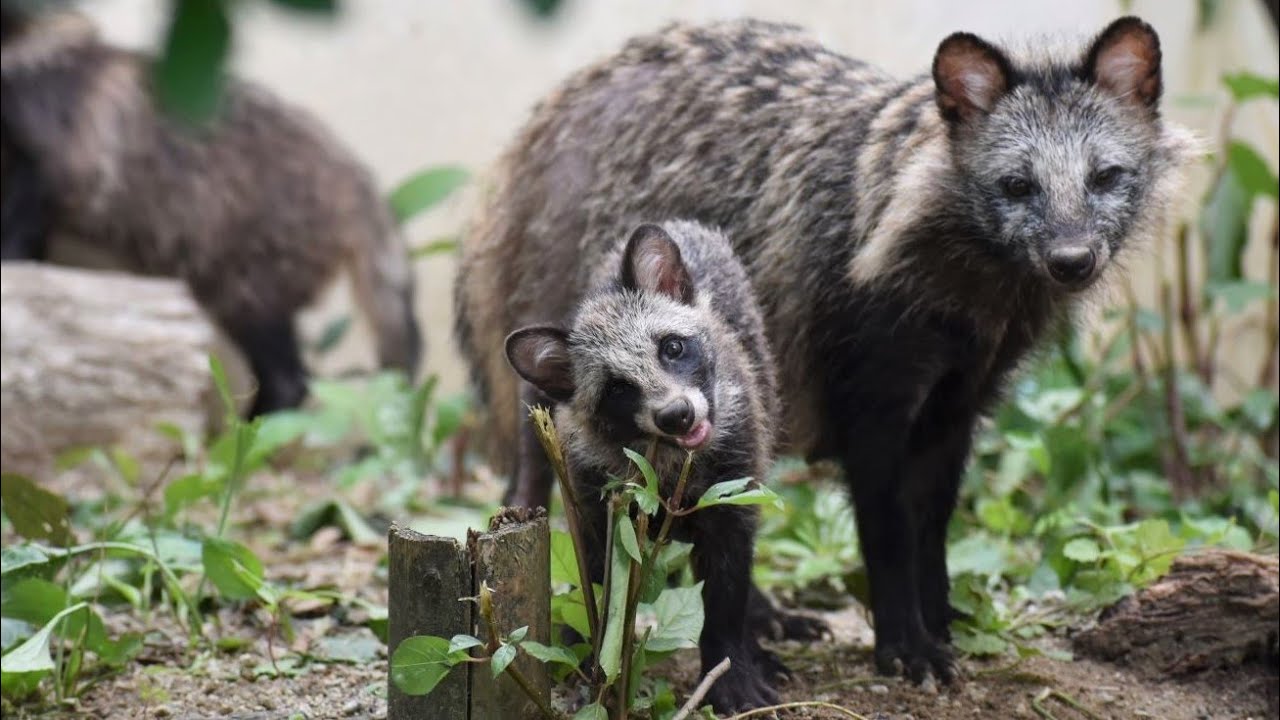 東山動植物園公式】オッパイ待って～（笑）《 ホンドタヌキ タヌキ