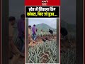 King Cobra Rescue: खेत में निकला विशाल किंग कोबरा, फिर जो हुआ देखकर रोंगटे खड़े हो जाएंगे!