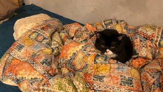 猫用宅配サービスが秀逸過ぎた