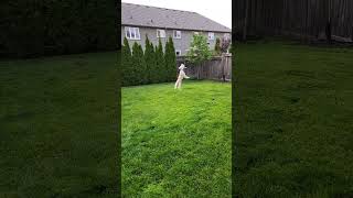 Gertie the wheaten terrier  frisbee catch