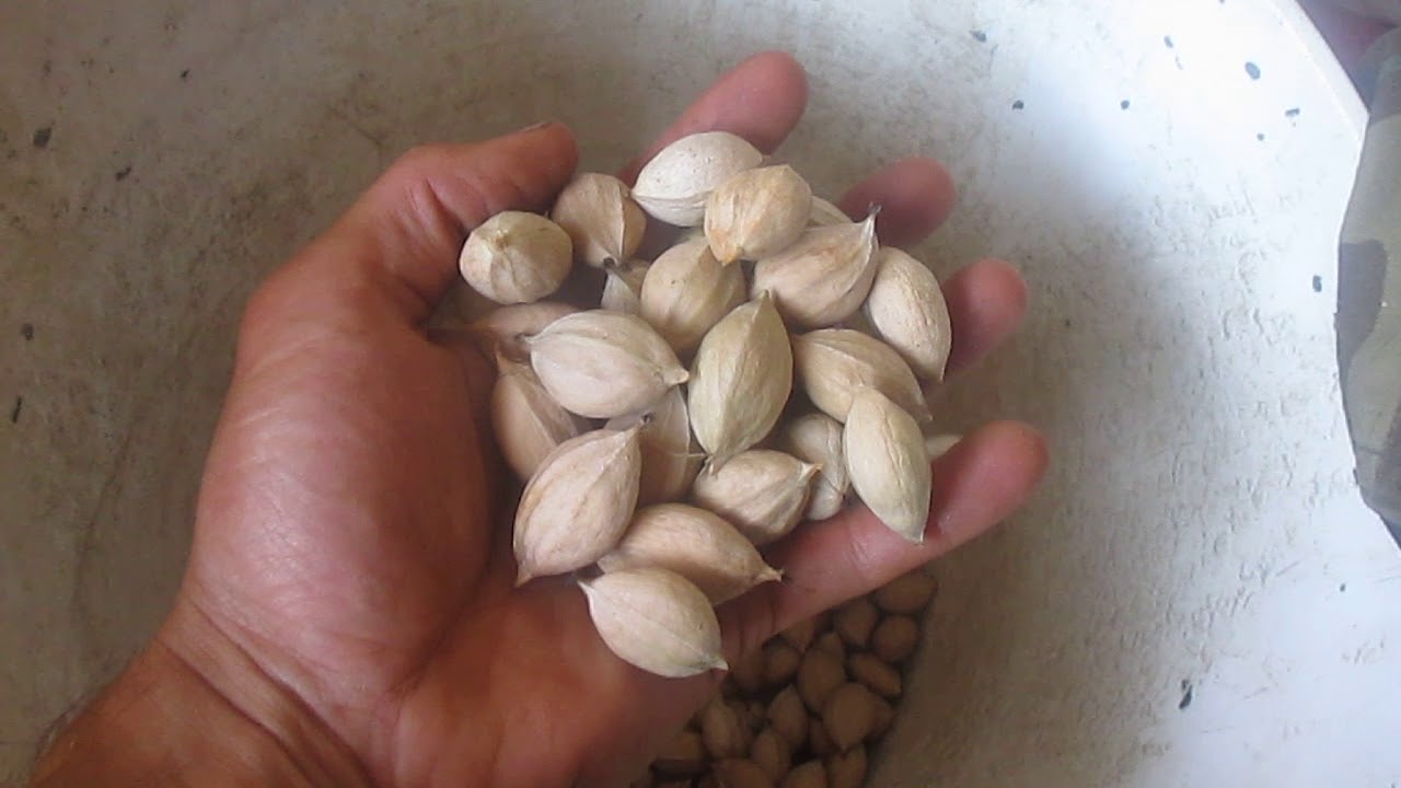 Are Hickory Nuts Poisonous To Dogs