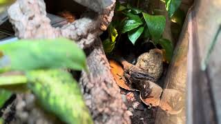 New Roughneck Monitor Enclosure Finally Set Up