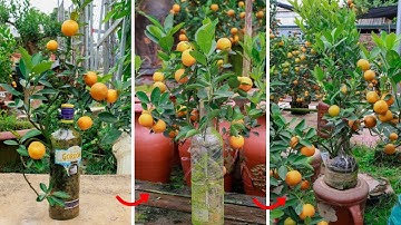 Độc đáo quất bonsai "ẩn mình" trong chai thủy tinh được săn đón