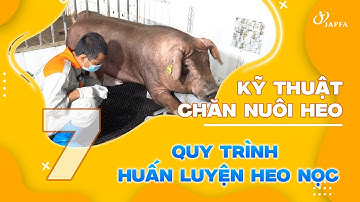 Cách Huấn Luyện Heo Nọc Đúng Kỹ Thuật | Tăng Chất Lượng Tinh Heo Thu Hoạch #japfa #kythuatheo