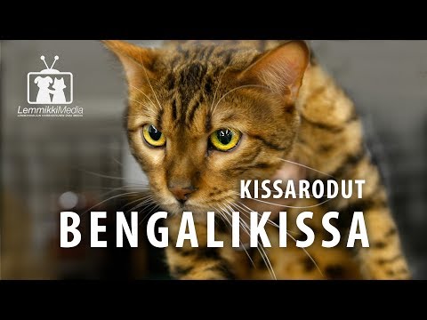 Video: Savannah-kissojen Ominaisuudet