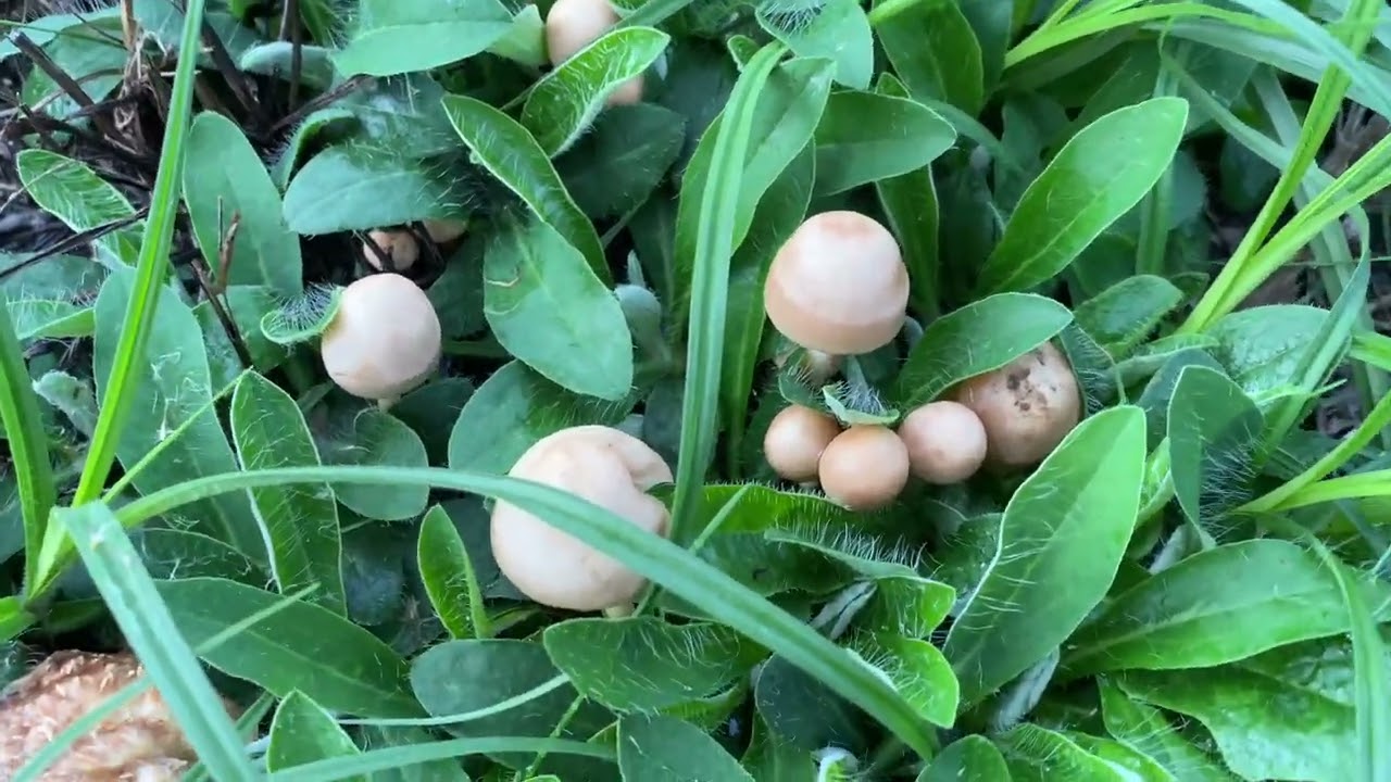 Marasmius oreades, September 15, 2022