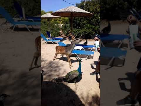 Μονη Αιγινα .......