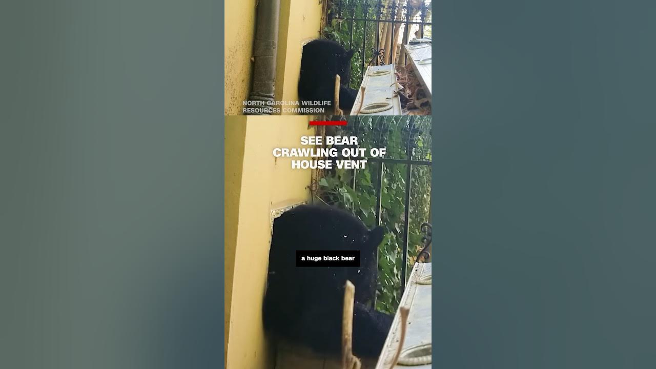 See bear crawling out of house vent