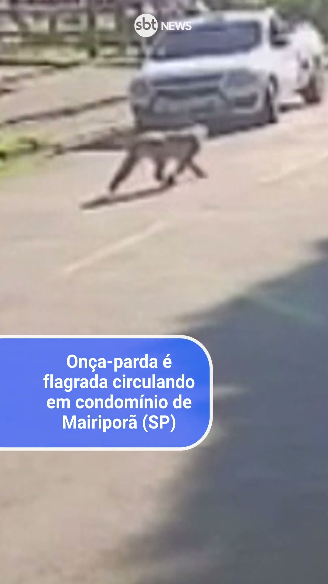 Onça-parda é flagrada circulando em condomínio de Mairiporã (SP)