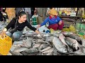 Market show : River fish is so fresh in the morning - Buy fish for cooking