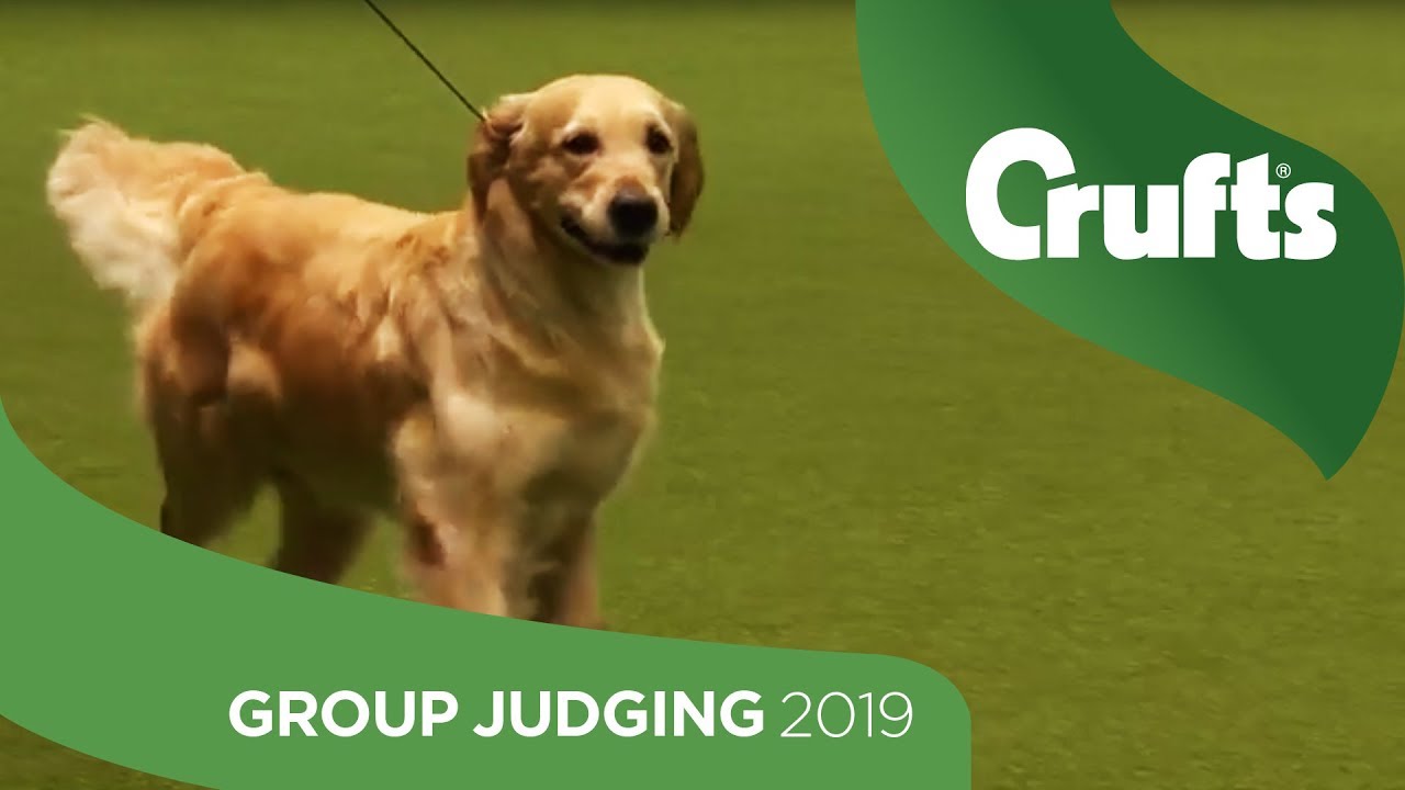 crufts 2019 gundog day