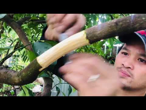 Video: Cây Vôi Tahiti là gì: Mẹo Trồng Cây Lim Xẹt Ba Tư Tahiti