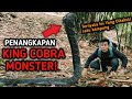 AKHIRNYA MUNCUL! KING COBRA MONSTER YANG DITAKUTI WARGA SATU KAMPUNG! KING COBRA TERBESAR