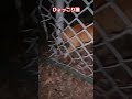 今日の猫ジャンプ (ひょっこり猫編) Cat's Jump (Kobe City, Japan)
