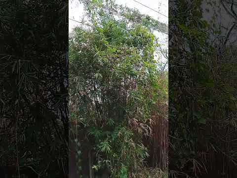 # nature matataas na puno sa labas ng bahay nmin.🥰🫰