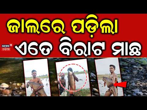 ଜାଲରେ ପଡ଼ିଲା ୧୫ କେଜିର ମାଛ ! 15KG Giant Rohi Fish Caught in Boudh | Massive Catch Stuns Villagers