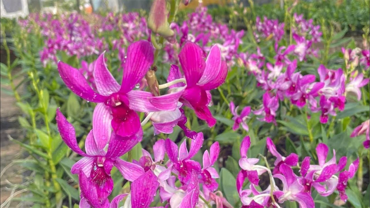 SIAM, YAYA, BANANA, SONIA, PENSODA,….❤️☎️0903177978