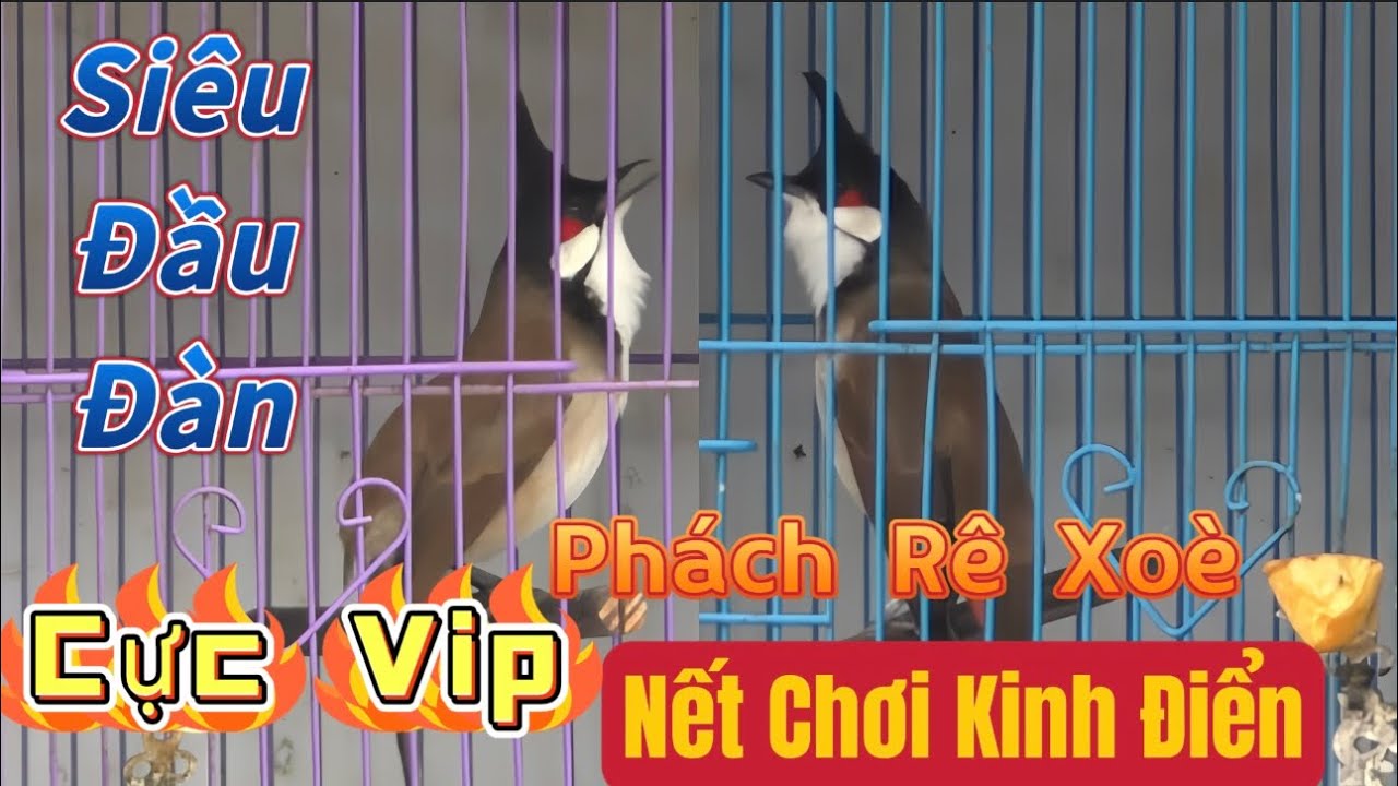 SIÊU CỌP ĐẦU ĐÀN-Cực Phẩm Núi Đá/Phách Đánh Rê Xoè Đi Giàn/Nết Chơi Siêu Kinh Điển/Không Gột Quá Phí