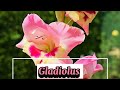 Gladiolus | Gladiolen
