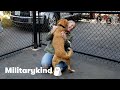 Dogs lose it when their military heroes come home  militarykind