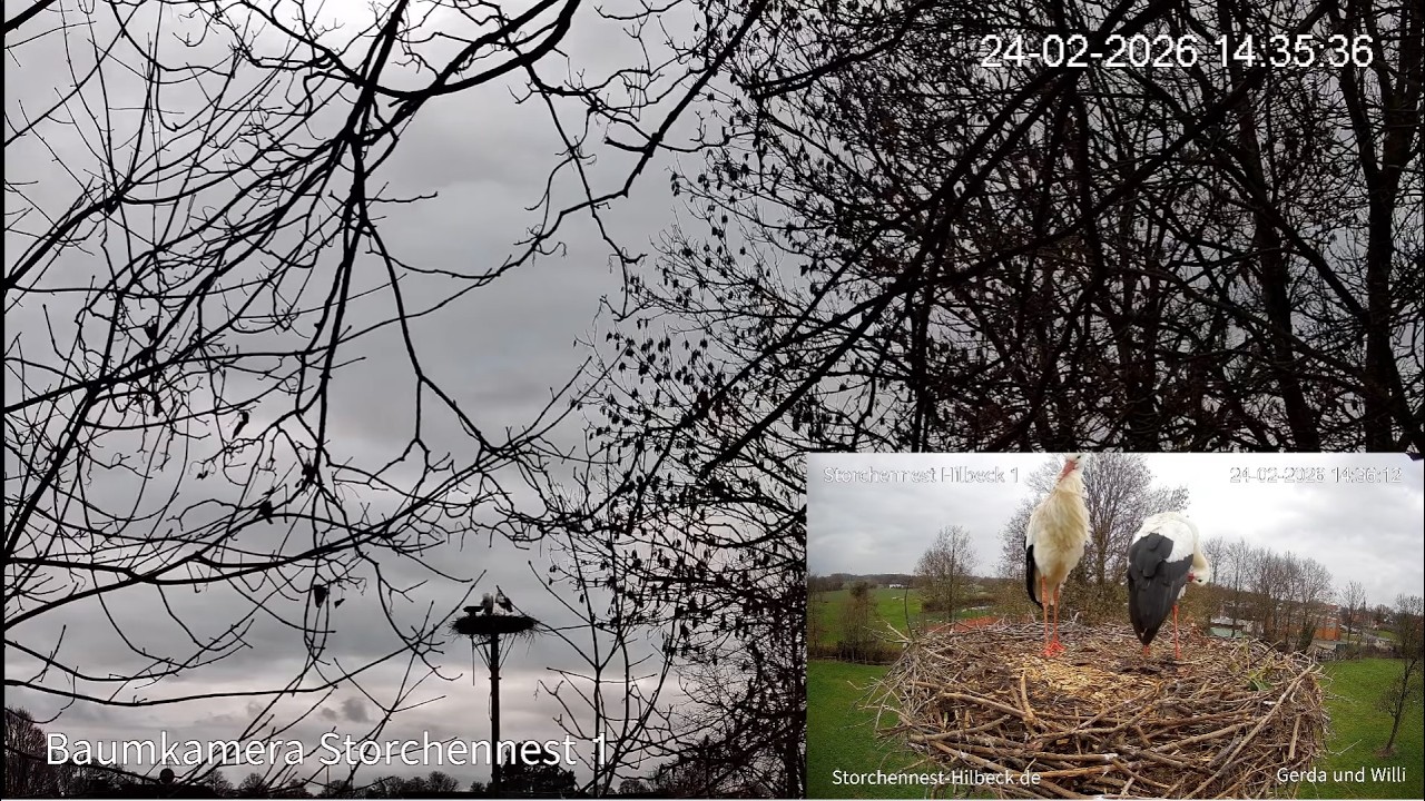 Baumkamera Storchennest Hilbeck 1