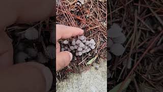 You know what these are? #mushroom #nature #random