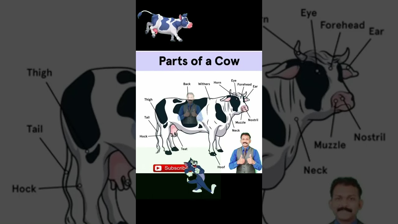 parts of a cow 