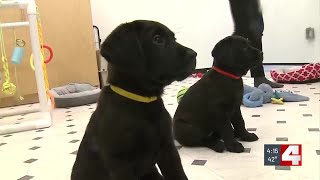 Living Well: Pet grooming