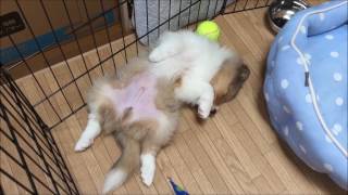 Shetland Sheepdog シェットランドシープドック いたずら　お昼寝