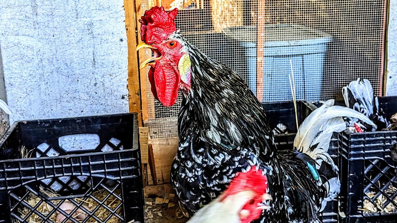 I Made a NEW Chicken Breed & They're Already Broody!