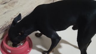 ?FIZ COMIDA CASEIRA PARA O MEU CÃOZINHO BRUCE ?comidanaturalparapets cães pincher