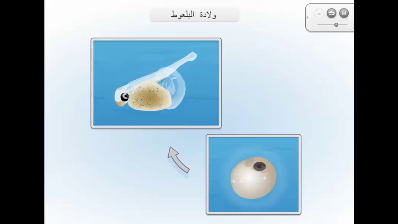 فلاش تعليمي سريع للسنة الثانية متوسط | دورة حياة سمك التروتة