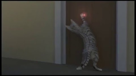 Cat loses, student work from the Online Creature Animation School -www.animation-ATeam.com