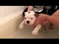 Winnii's First Bath