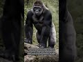 Physical Strength and Functional Adaptation in Silverback Gorillas
