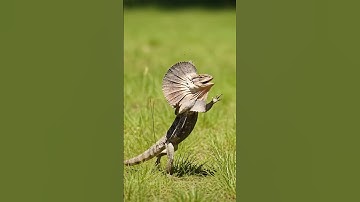 Frilled Lizard showing off its iconic frill in the wild! 🦎✨