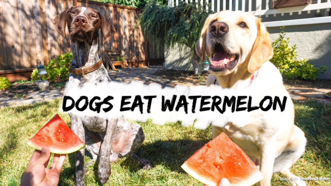 DOGS EAT WATERMELON YouTube