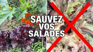 Sauver vos salades des ravageurs !