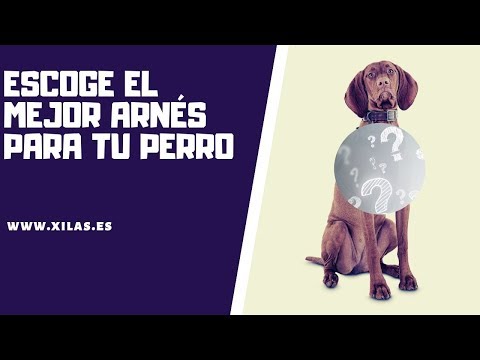 Video: Cómo escoger un arnés para perros para un Dachshund