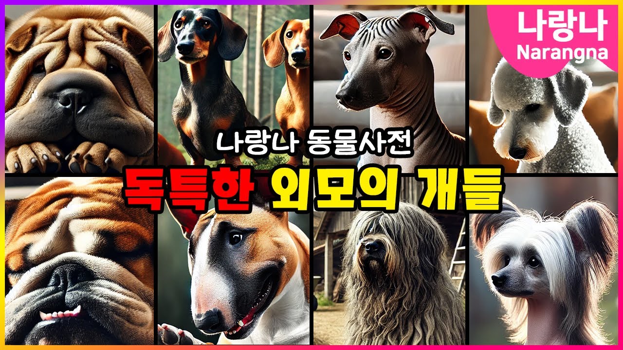 독특한 외모의 개(Dog) 종류 | 나랑나 동물사전 - YouTube