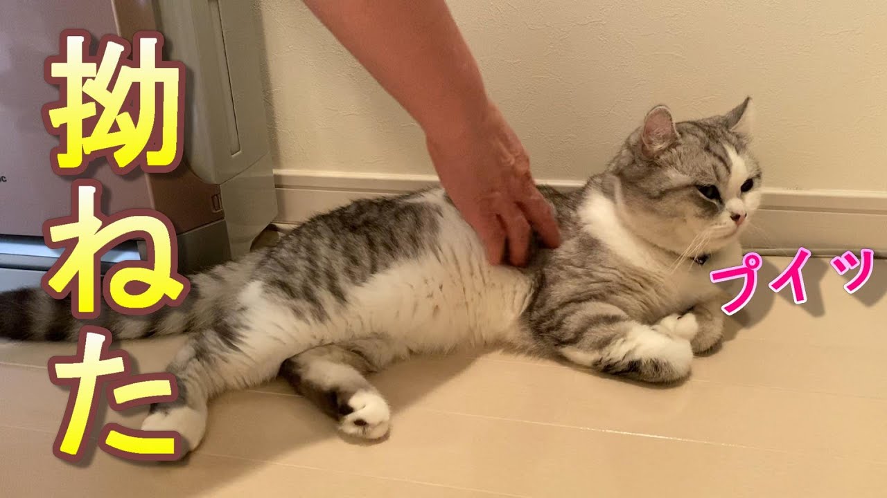猫を12時間もお留守番させてしまったらめっちゃ拗ねてた【アメリカン 