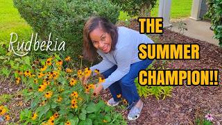 9 Reasons You Should Have Black-eyed Susan in Your Garden #blackeyedsusan