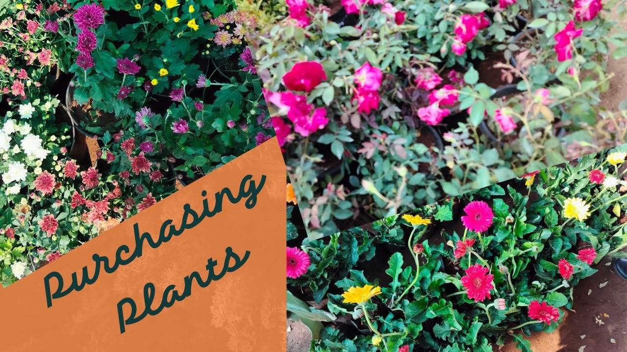 Purchasing Plants in Nursery Nursery Nursery Tamil Rose plant