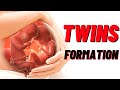 How Twins Are Formed In Humans Animation| Identical and Fraternal Twins