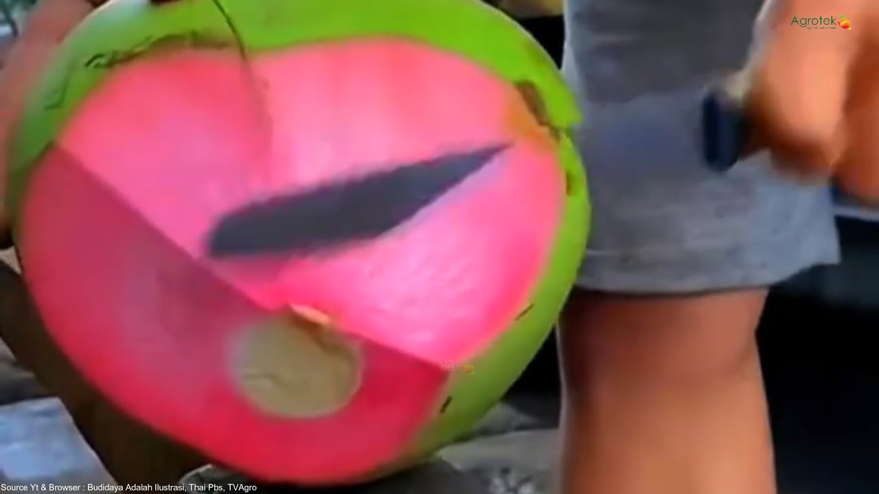 Agrotek | Panduan Lengkap Budidaya Kelapa Wulung untuk Pemula