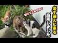 外には沢山の猫…必ず助ける約束をしました