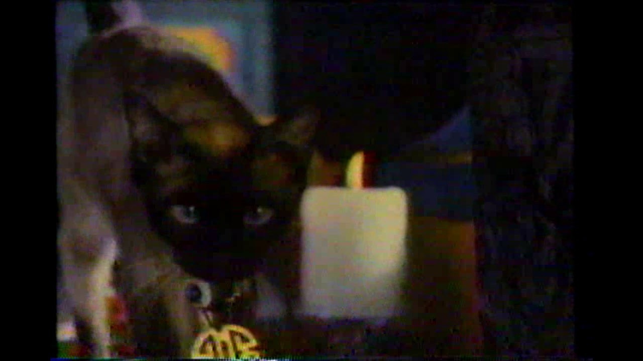 1989 Sheba Cat Food Commercial YouTube