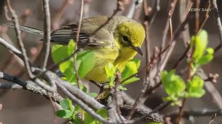 Bird Whisperer: Mainer mimics birds to learn and teach about them