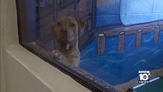 Celebrity State law to invalidate pit bull ban in Miami-Dade Net Worth