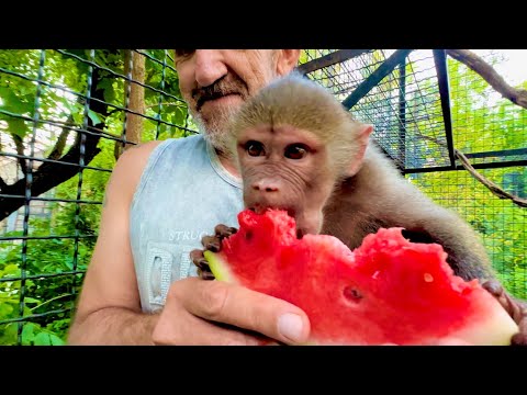 Вы такого ТОЧНО НЕ ВИДЕЛИ! Как Люся ест арбуз можно смотреть не отрываясь)))